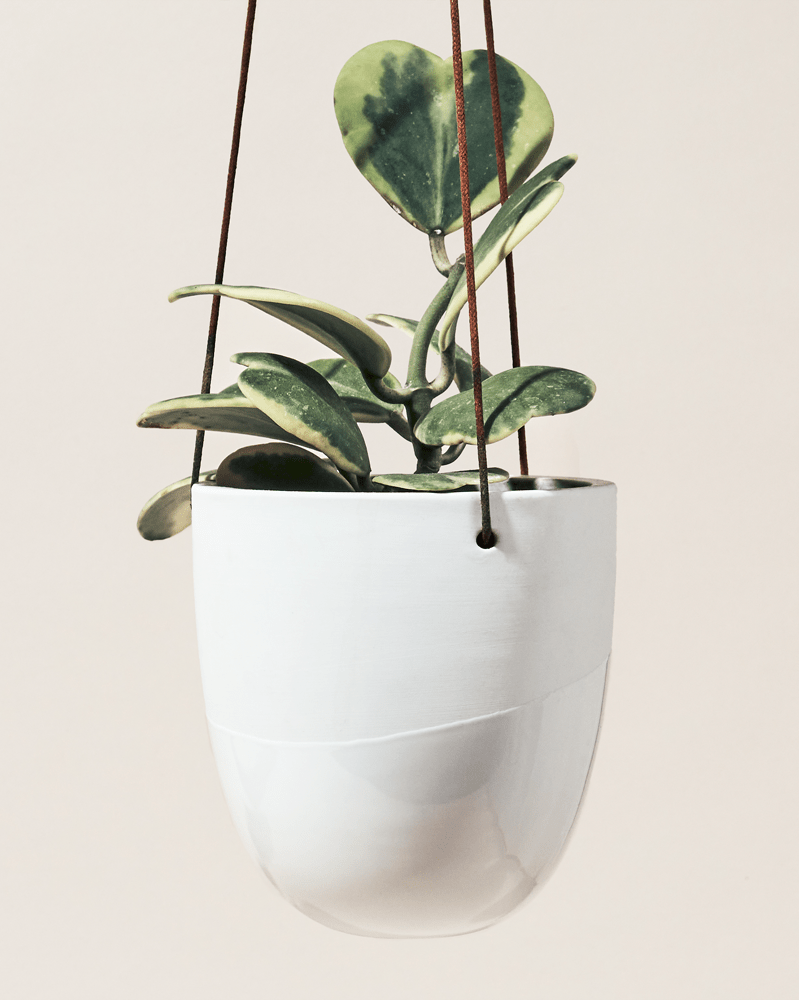 Bobbin Porcelain Modern Hanging Indoor Plant Pot - Chive UK