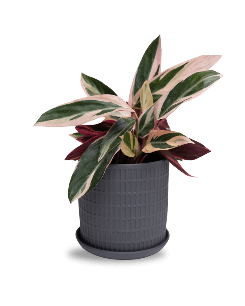 Virago 5" Porcelain Pot With Drainage Hole And Saucer - Chive UK