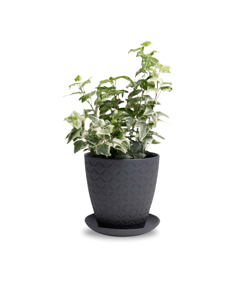 Virago 5" Porcelain Pot With Drainage Hole And Saucer - Chive UK