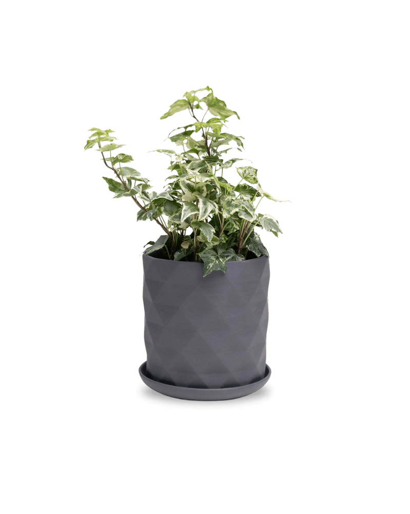 Virago 5" Porcelain Pot With Drainage Hole And Saucer - Chive UK