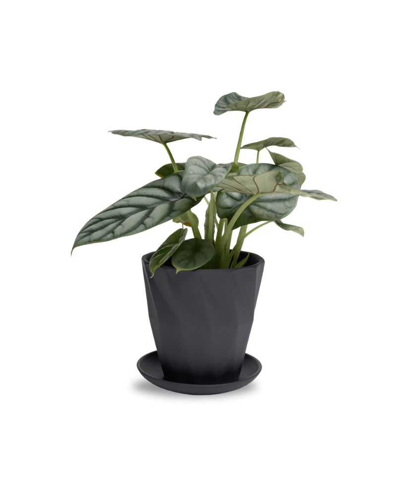 Virago 5" Porcelain Pot With Drainage Hole And Saucer - Chive UK
