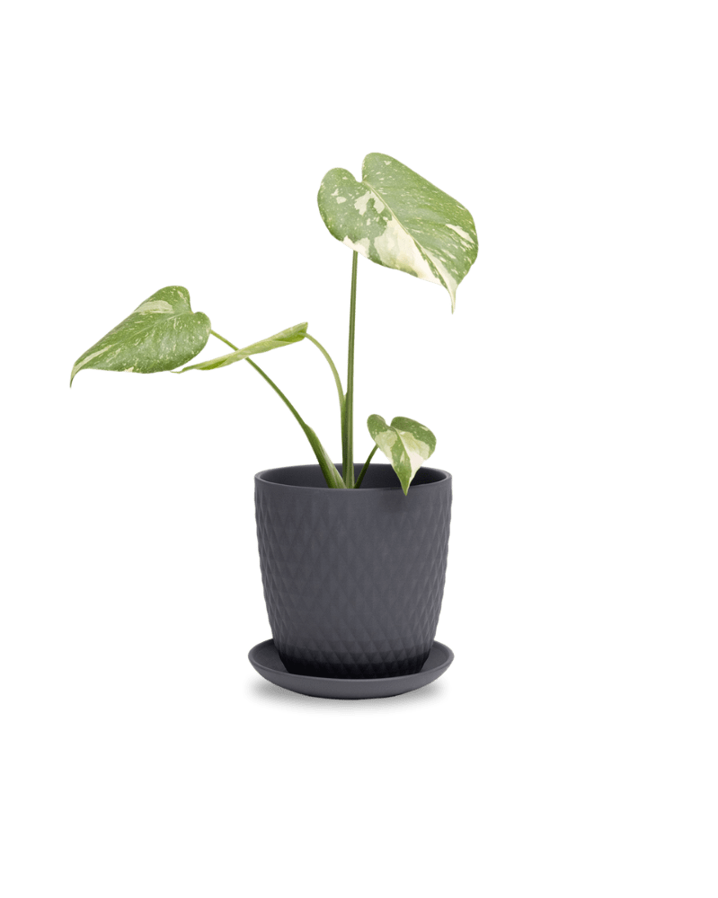 Virago 5" Porcelain Pot With Drainage Hole And Saucer - Chive UK