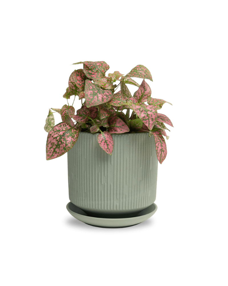 Virago 5" Porcelain Pot With Drainage Hole And Saucer - Chive UK