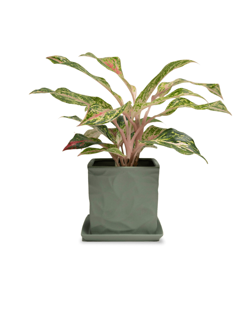 Virago 5" Porcelain Pot With Drainage Hole And Saucer - Chive UK