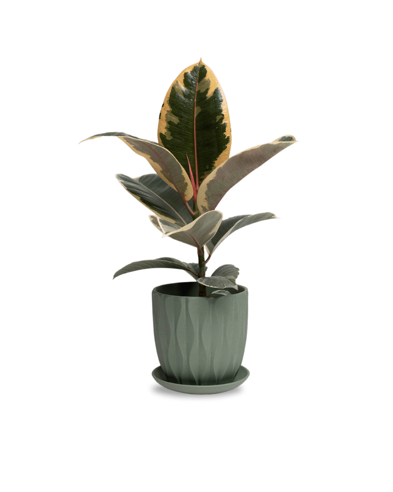 Virago 5" Porcelain Pot With Drainage Hole And Saucer - Chive UK