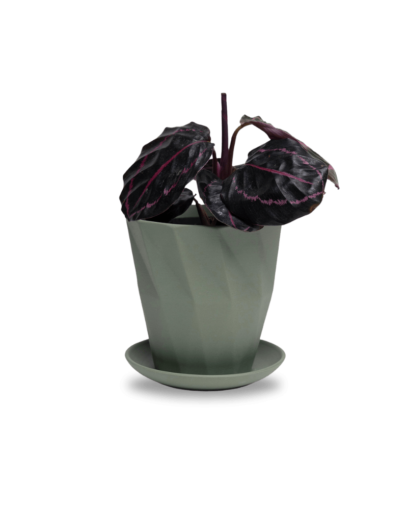 Virago 5" Porcelain Pot With Drainage Hole And Saucer - Chive UK