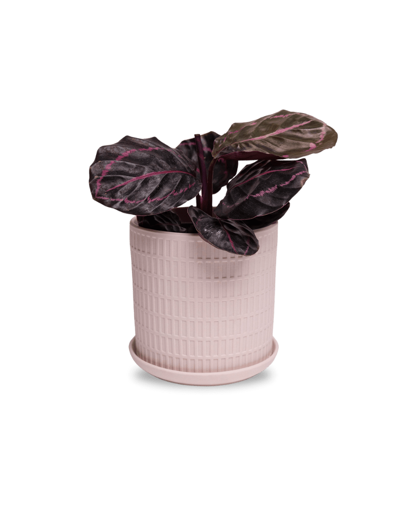 Virago 5" Porcelain Pot With Drainage Hole And Saucer - Chive UK