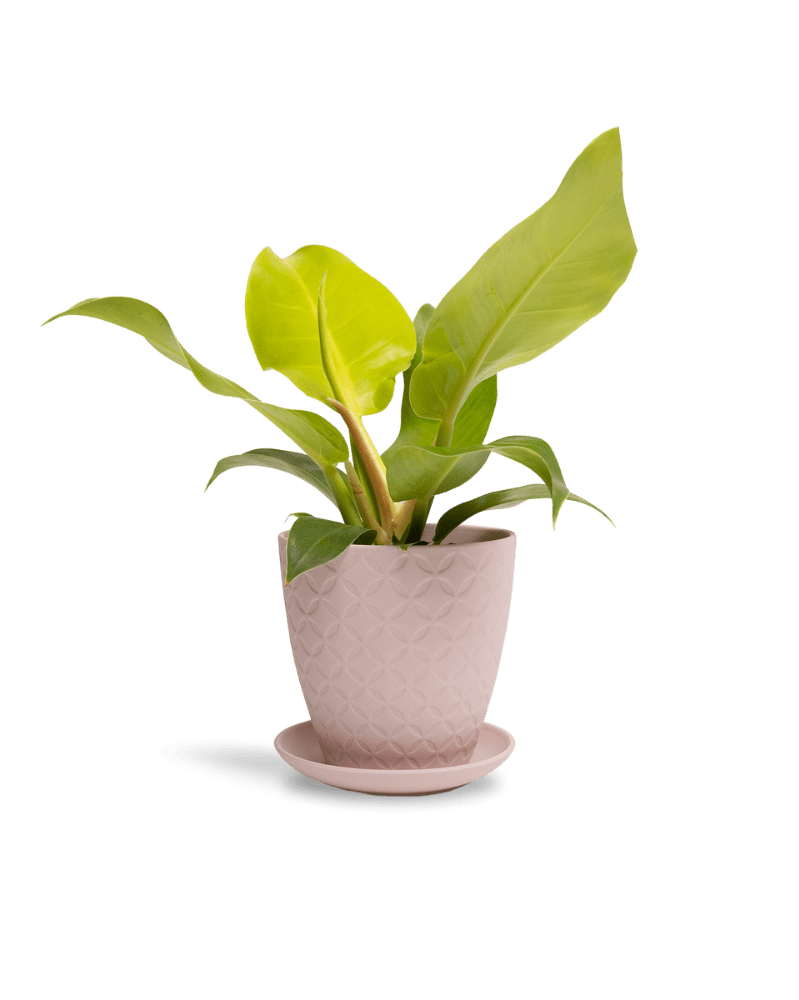 Virago 5" Porcelain Pot With Drainage Hole And Saucer - Chive UK