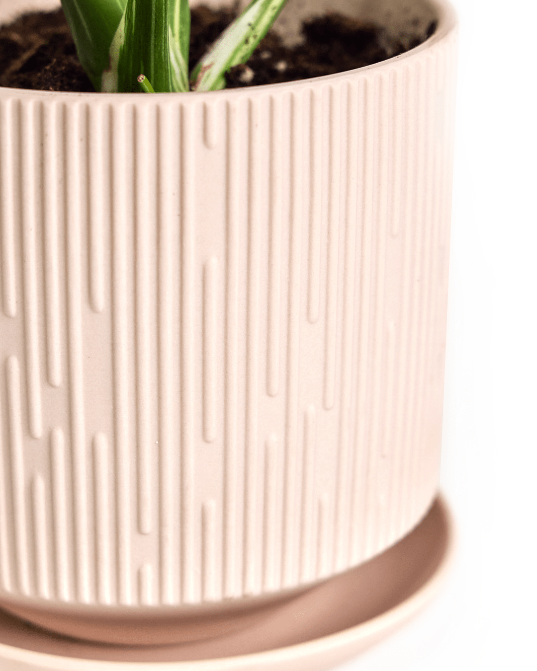 Virago 5" Porcelain Pot With Drainage Hole And Saucer - Chive UK