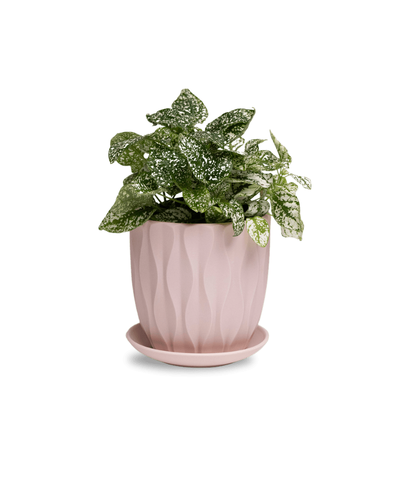 Virago 5" Porcelain Pot With Drainage Hole And Saucer - Chive UK