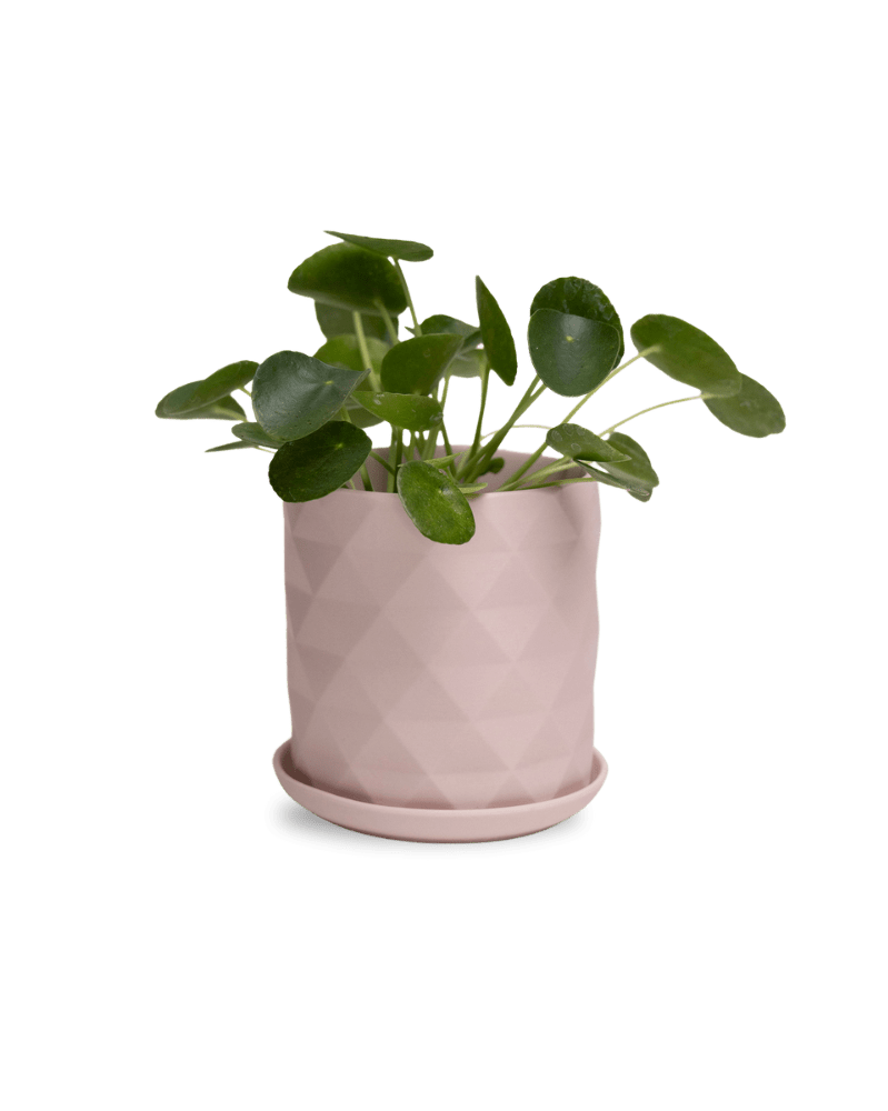 Virago 5" Porcelain Pot With Drainage Hole And Saucer - Chive UK