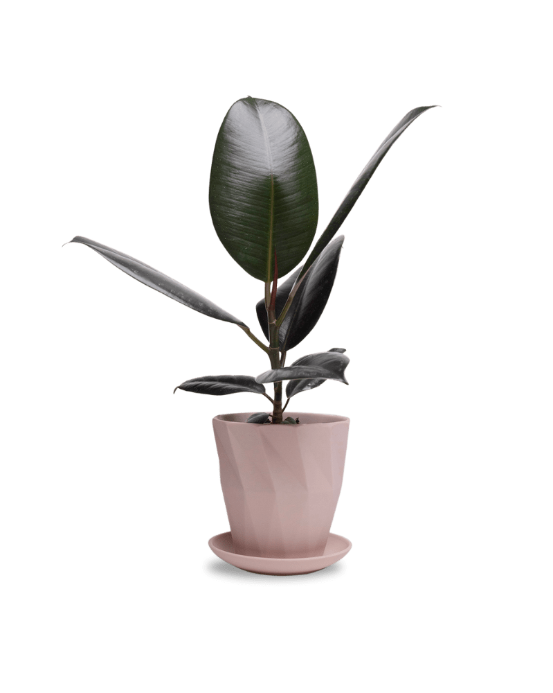 Virago 5" Porcelain Pot With Drainage Hole And Saucer - Chive UK