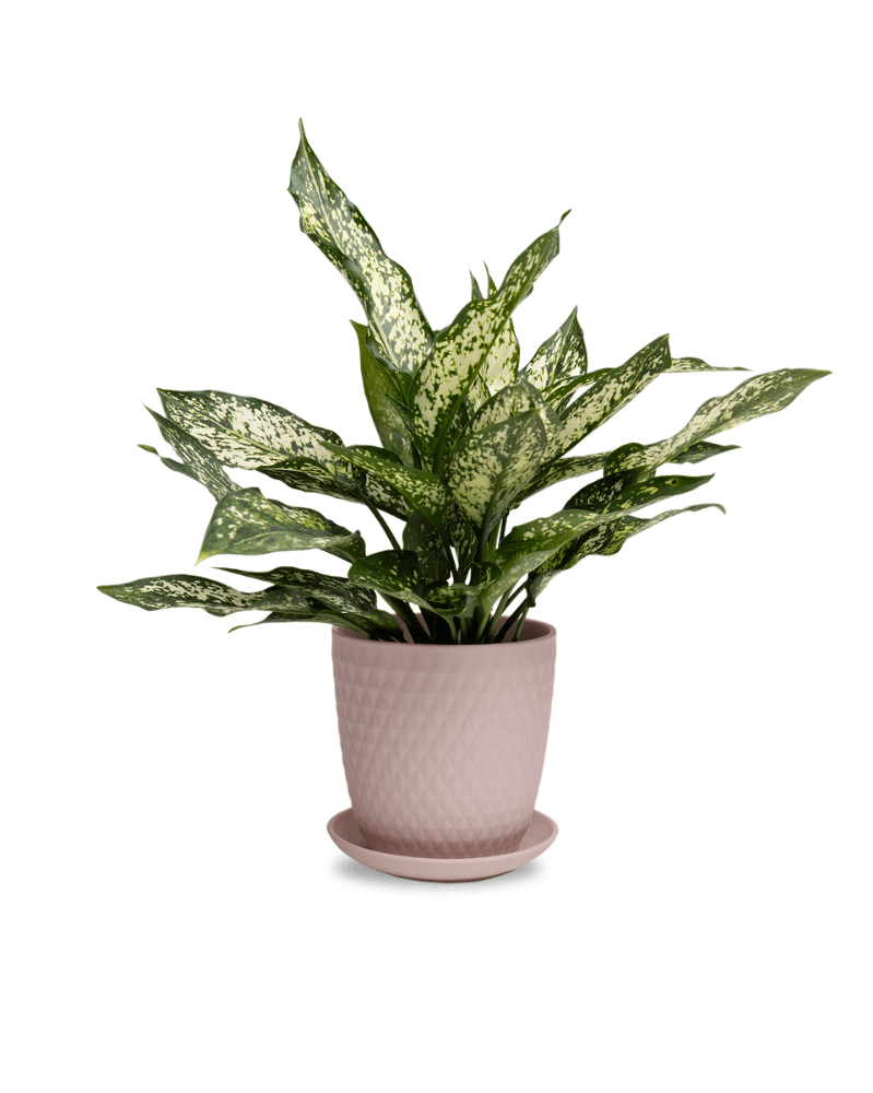 Virago 5" Porcelain Pot With Drainage Hole And Saucer - Chive UK