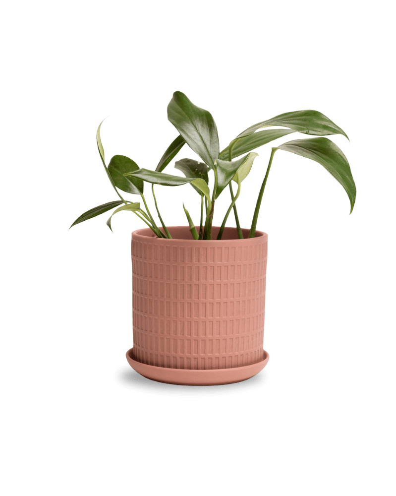 Virago 5" Porcelain Pot With Drainage Hole And Saucer - Chive UK