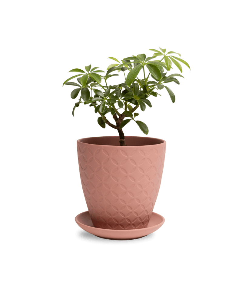 Virago 5" Porcelain Pot With Drainage Hole And Saucer - Chive UK