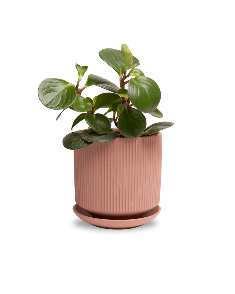 Virago 5" Porcelain Pot With Drainage Hole And Saucer - Chive UK