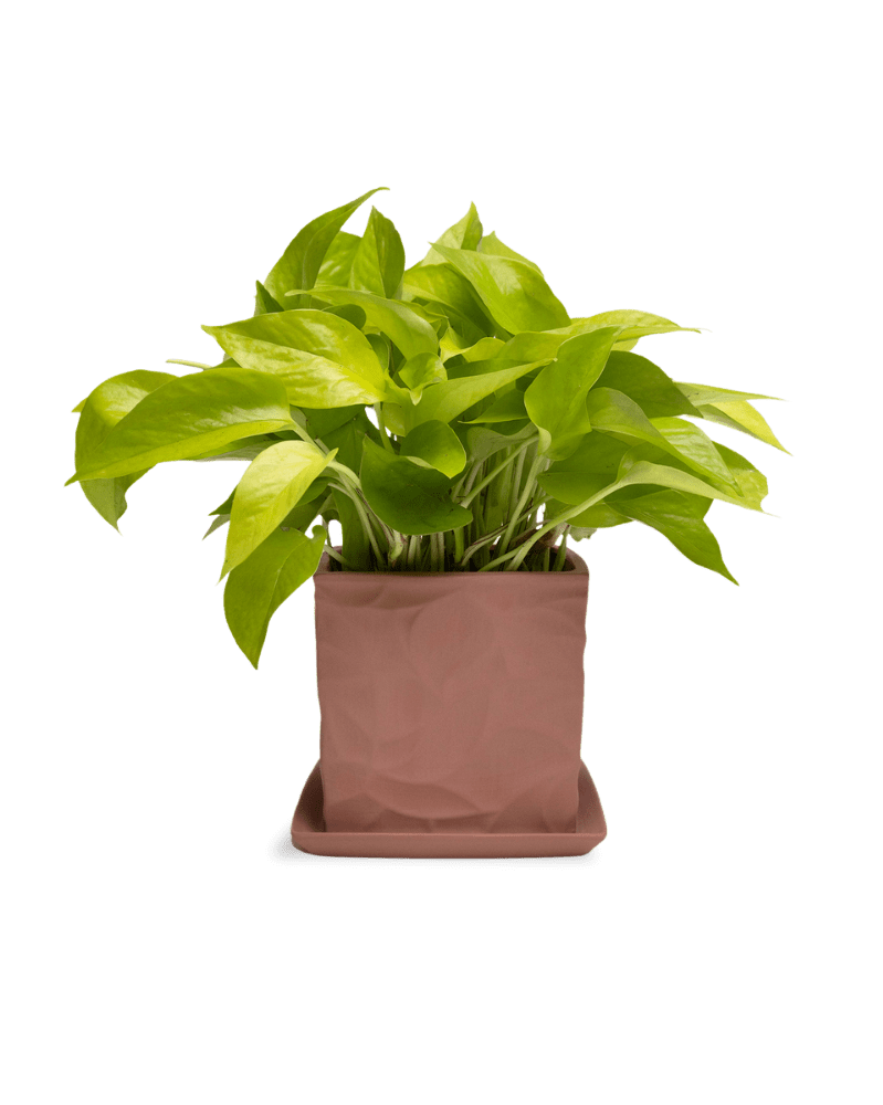 Virago 5" Porcelain Pot With Drainage Hole And Saucer - Chive UK