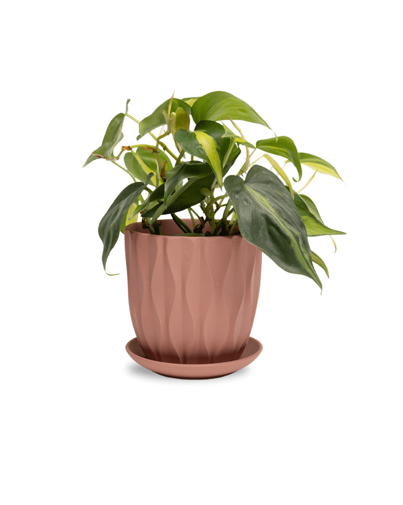 Virago 5" Porcelain Pot With Drainage Hole And Saucer - Chive UK