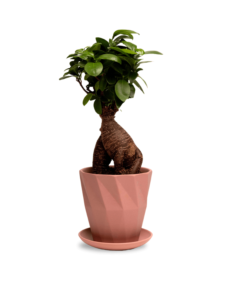 Virago 5" Porcelain Pot With Drainage Hole And Saucer - Chive UK