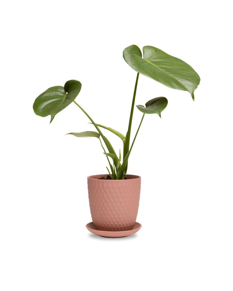 Virago 5" Porcelain Pot With Drainage Hole And Saucer - Chive UK