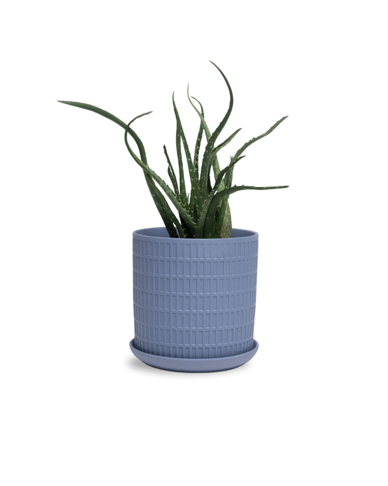 Virago 5" Porcelain Pot With Drainage Hole And Saucer - Chive UK