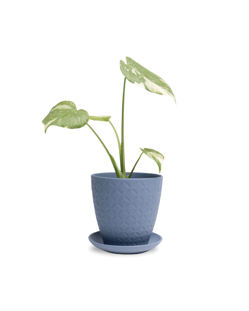Virago 5" Porcelain Pot With Drainage Hole And Saucer - Chive UK