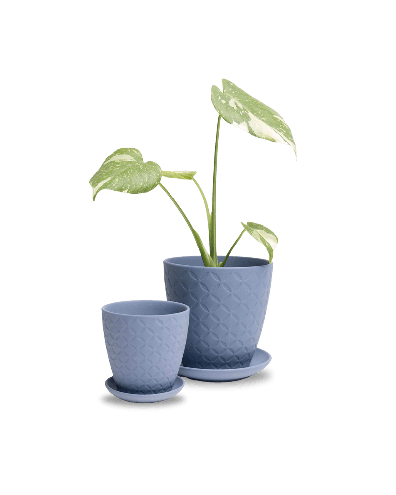 Virago 5" Porcelain Pot With Drainage Hole And Saucer - Chive UK