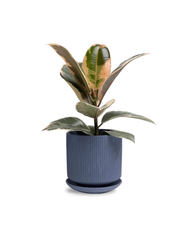 Virago 5" Porcelain Pot With Drainage Hole And Saucer - Chive UK