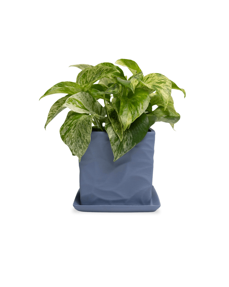 Virago 5" Porcelain Pot With Drainage Hole And Saucer - Chive UK