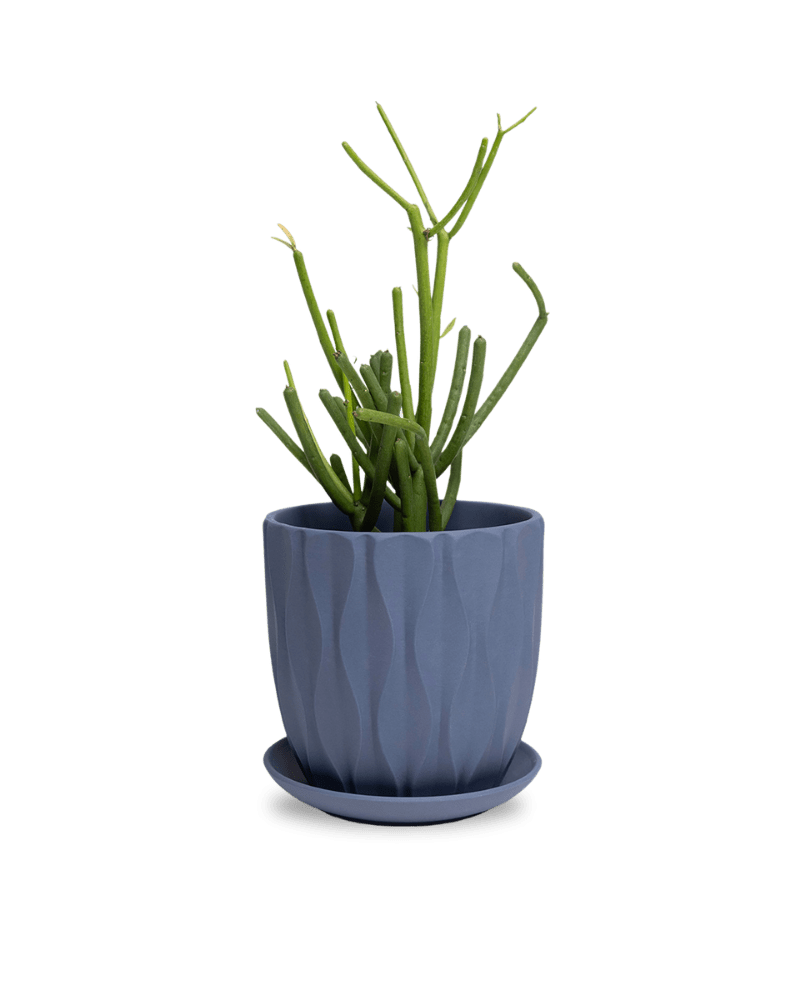 Virago 5" Porcelain Pot With Drainage Hole And Saucer - Chive UK