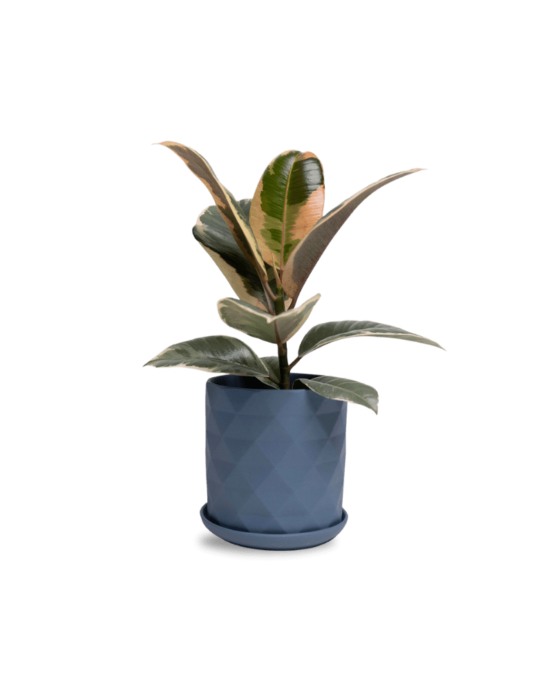 Virago 5" Porcelain Pot With Drainage Hole And Saucer - Chive UK
