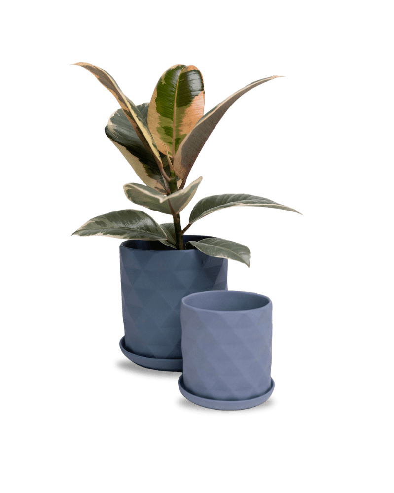 Virago 5" Porcelain Pot With Drainage Hole And Saucer - Chive UK