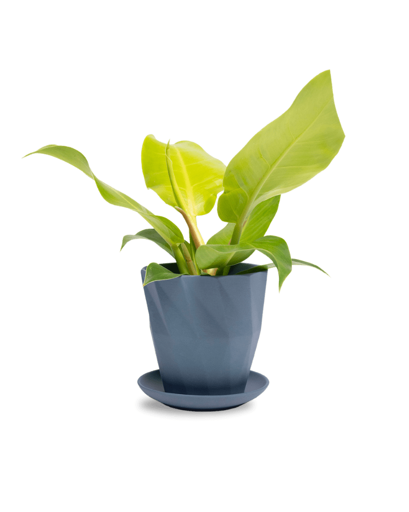 Virago 5" Porcelain Pot With Drainage Hole And Saucer - Chive UK