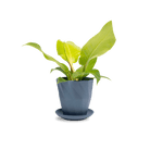 Virago 5" Porcelain Pot With Drainage Hole And Saucer - Chive UK