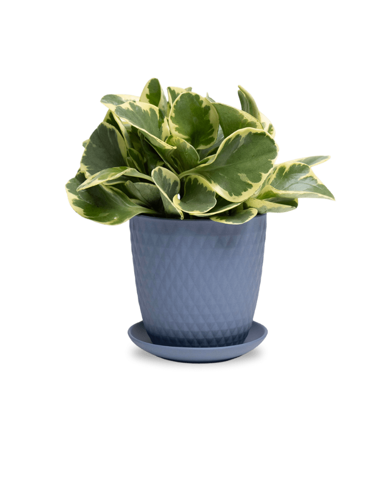 Virago 5" Porcelain Pot With Drainage Hole And Saucer - Chive UK