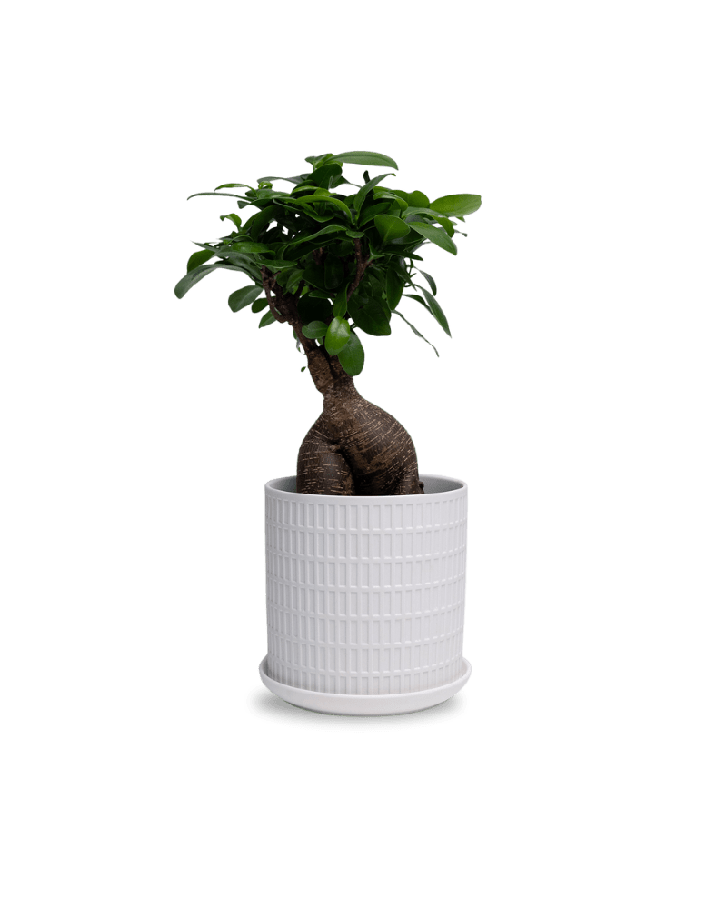Virago 5" Porcelain Pot With Drainage Hole And Saucer - Chive UK
