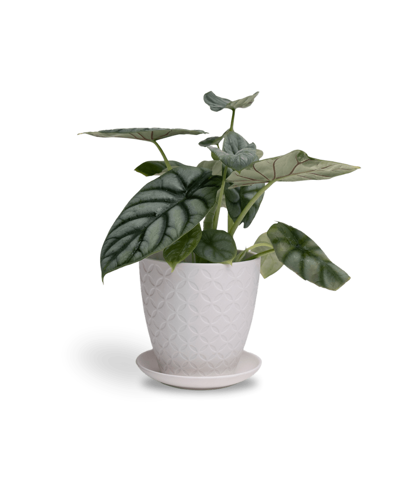 Virago 5" Porcelain Pot With Drainage Hole And Saucer - Chive UK