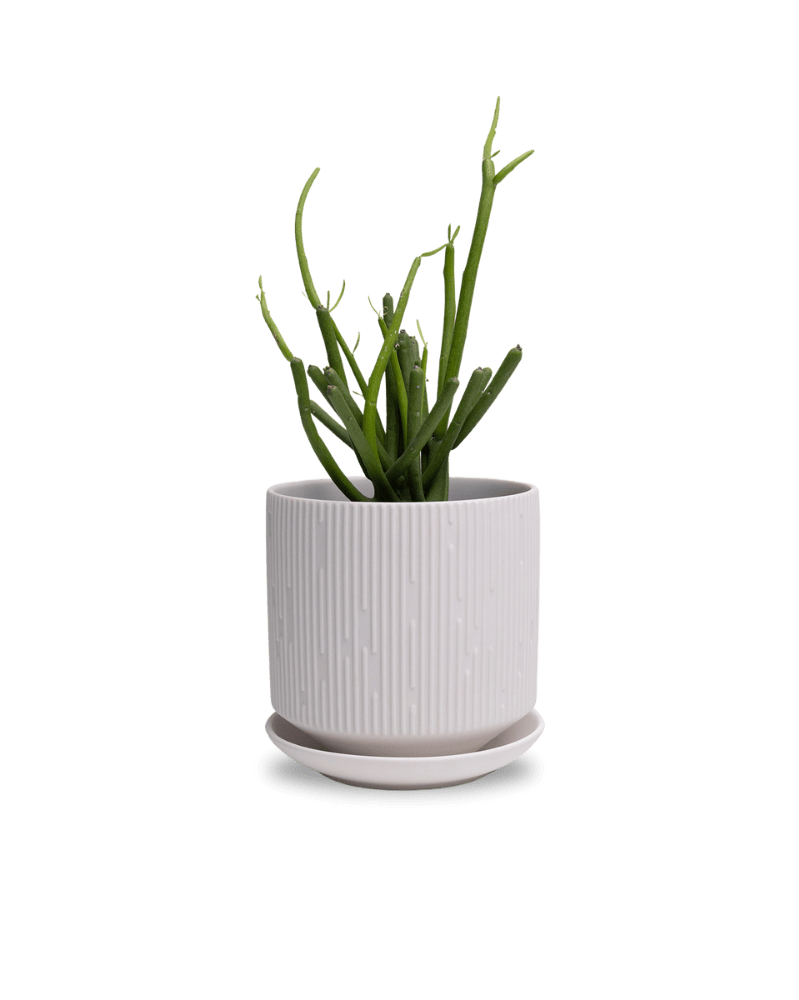 Virago 5" Porcelain Pot With Drainage Hole And Saucer - Chive UK