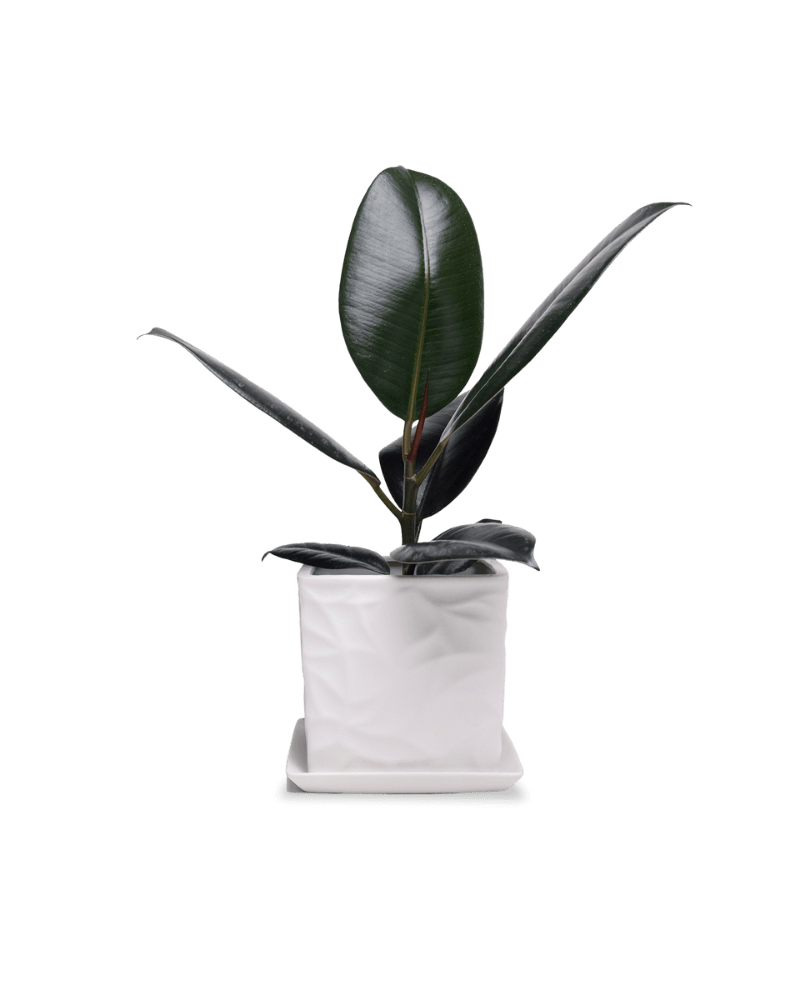 Virago 5" Porcelain Pot With Drainage Hole And Saucer - Chive UK