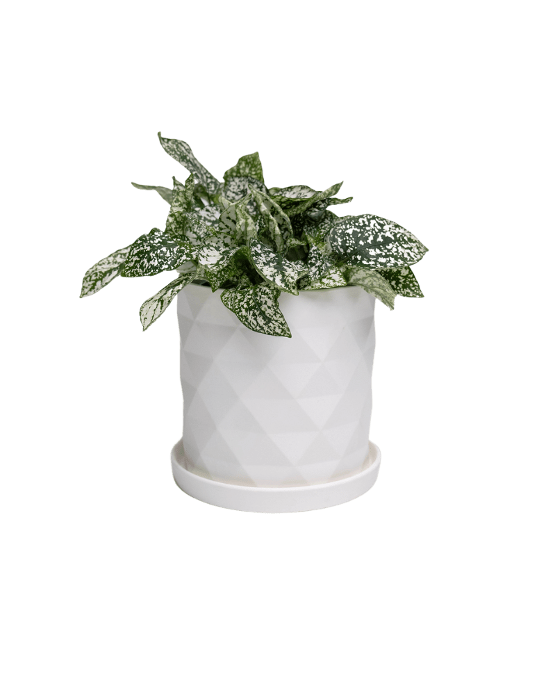 Virago 5" Porcelain Pot With Drainage Hole And Saucer - Chive UK