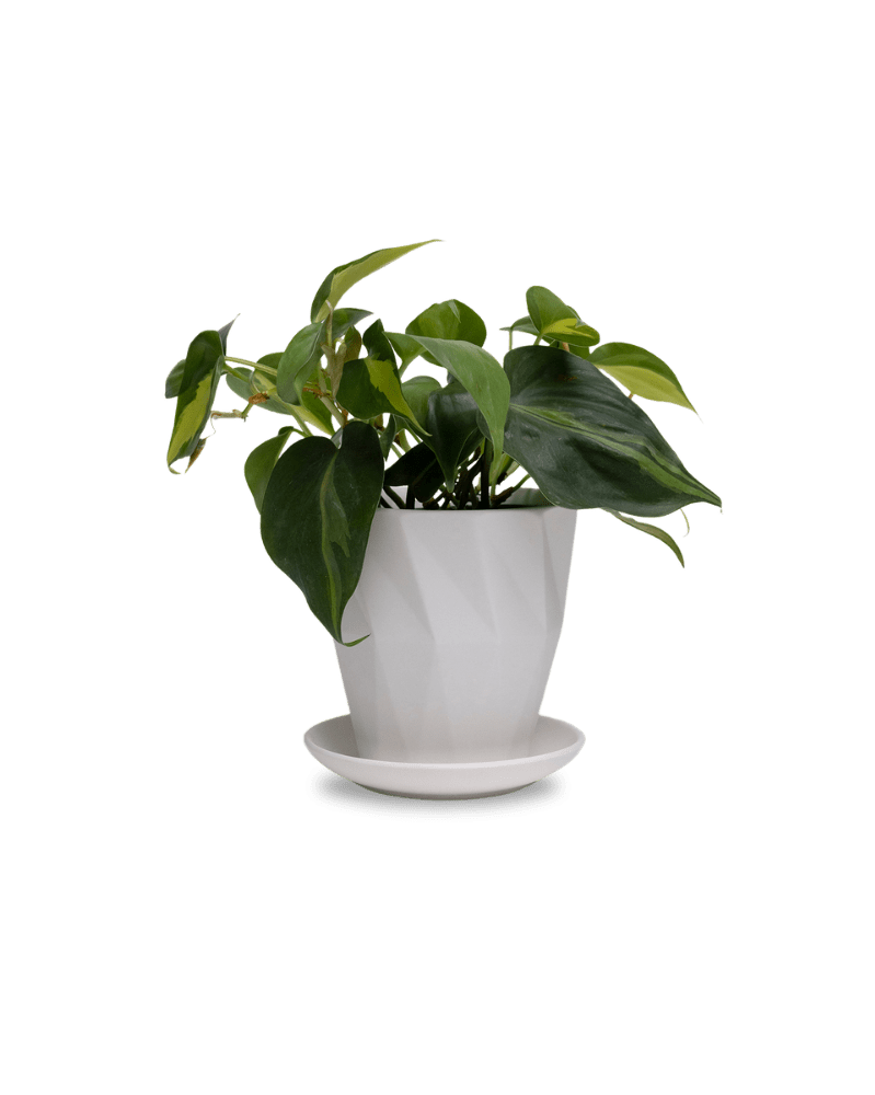Virago 5" Porcelain Pot With Drainage Hole And Saucer - Chive UK