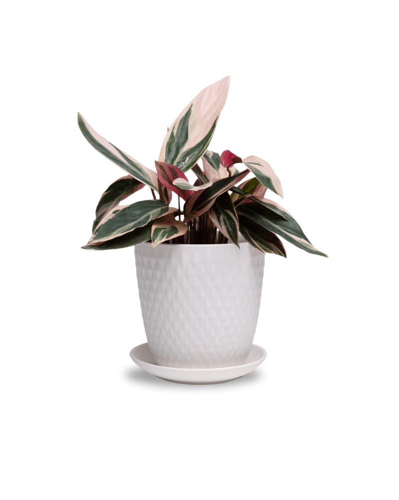 Virago 5" Porcelain Pot With Drainage Hole And Saucer - Chive UK