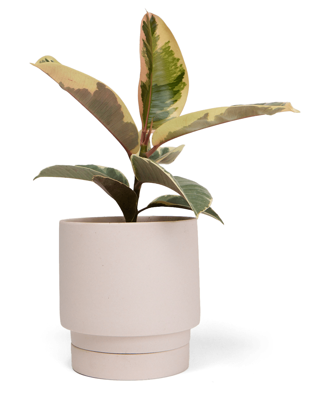 Casey Porcelain Modern Pot And Saucer Set - Chive UK