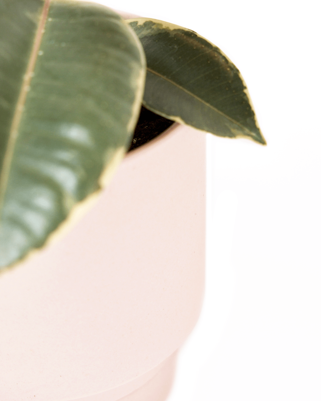 Casey Porcelain Modern Pot And Saucer Set - Chive UK