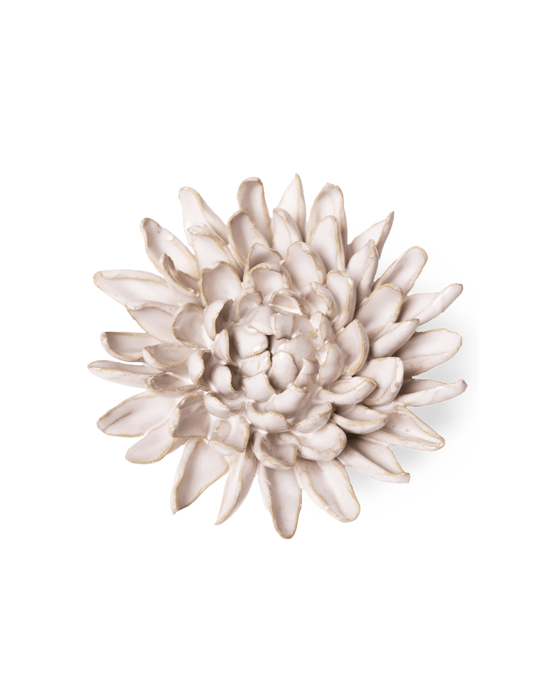 Ivory Chrysanthemum - Chive UK