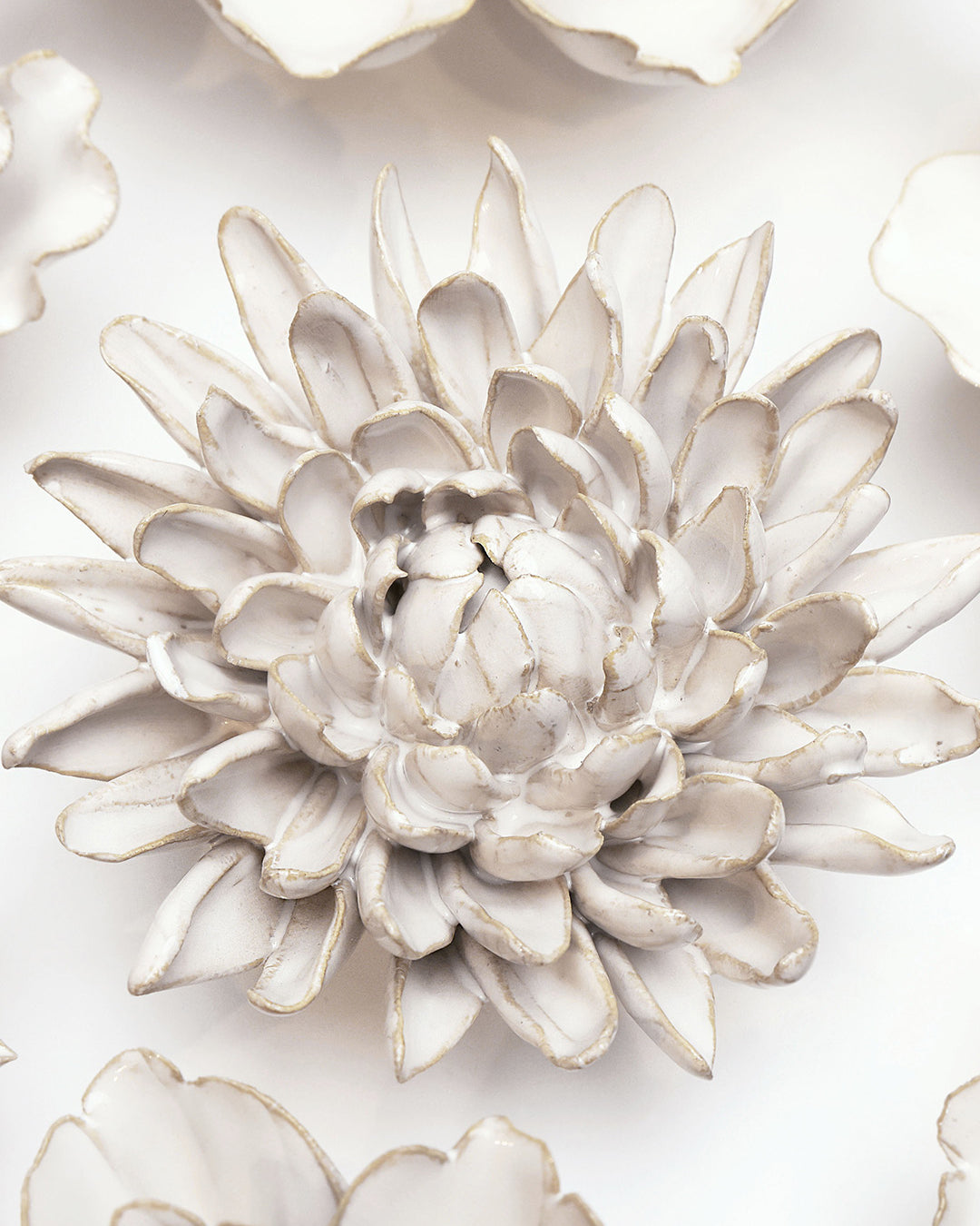 Ivory Chrysanthemum - Chive UK