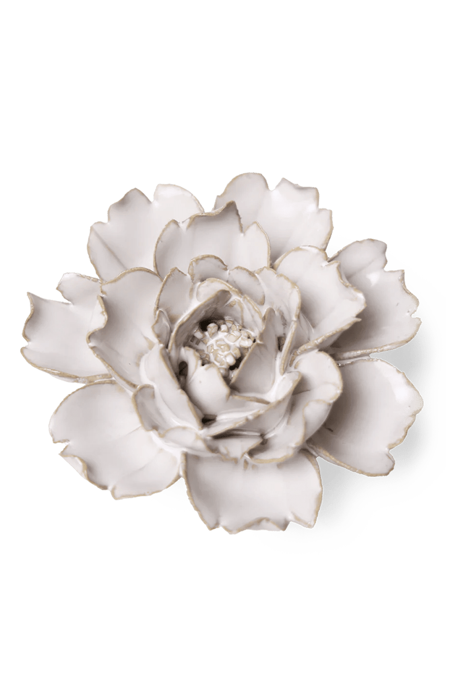 Ivory Rose - Chive UK