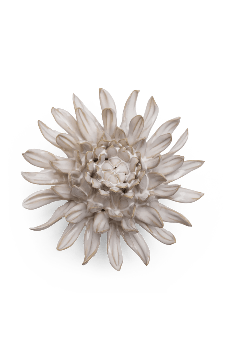 Ivory Spider Mum - Chive UK
