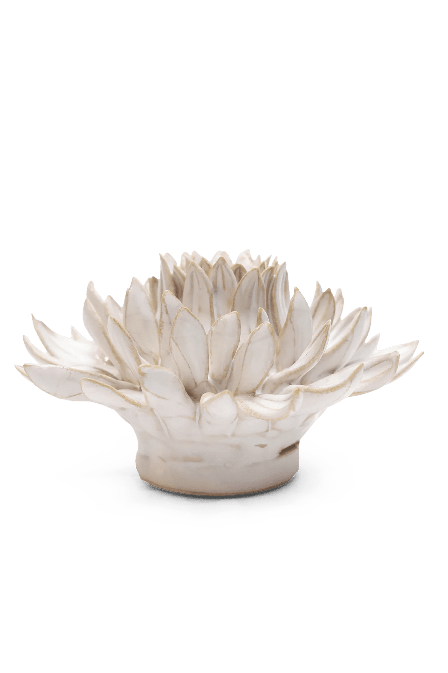 Ivory Spider Mum - Chive UK