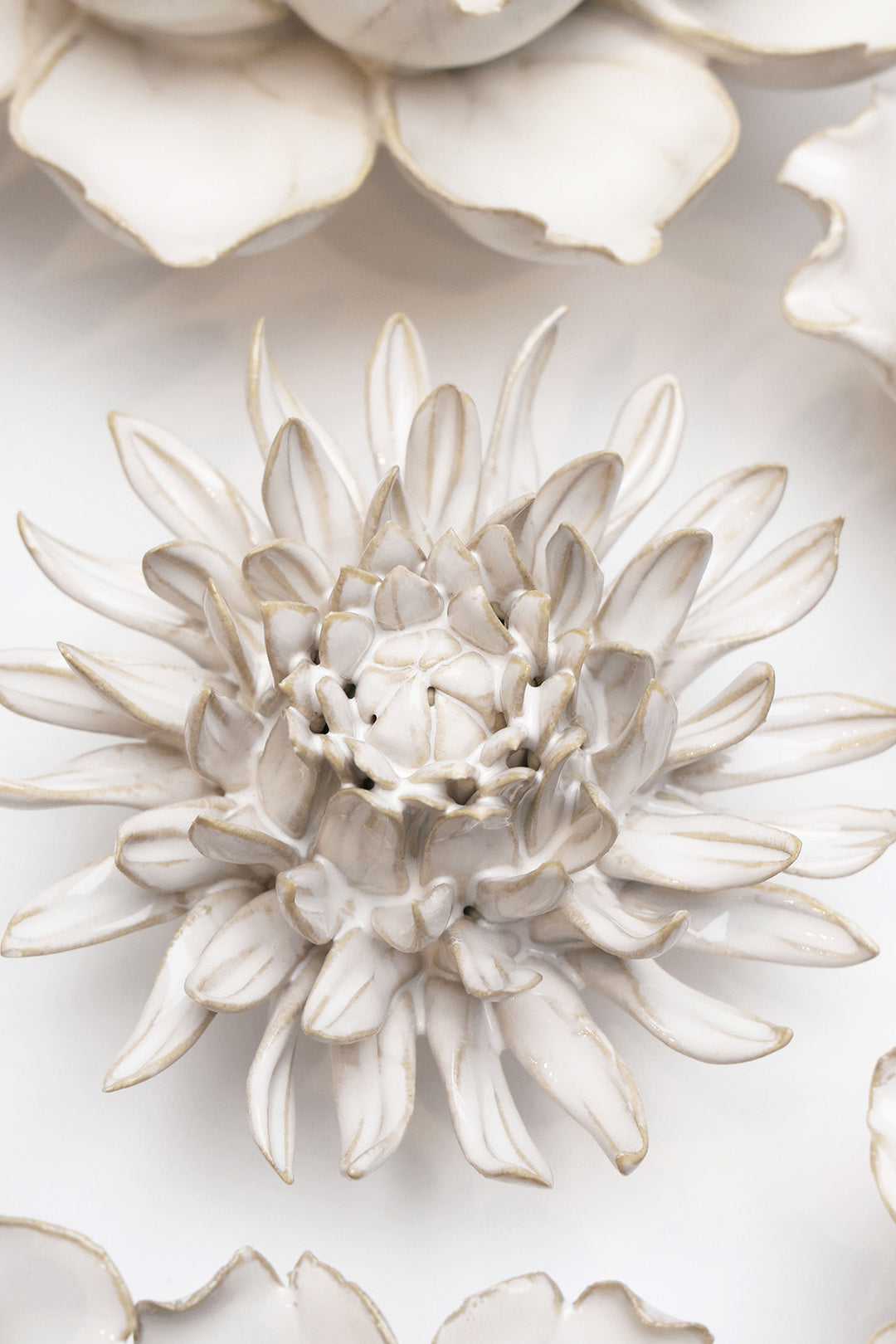 Ivory Spider Mum - Chive UK